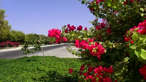 Delicate red flowers sway gently in the breeze their, stock footage. Stock Footage 304967428