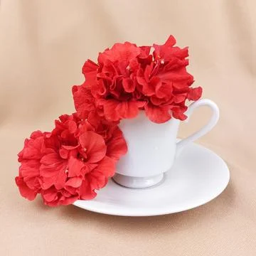 Delicate Red Petals in White Cup and Saucer Minimalist Still Life. Stock Photos