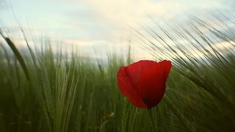 Delicate red poppy Stock Footage 129422830