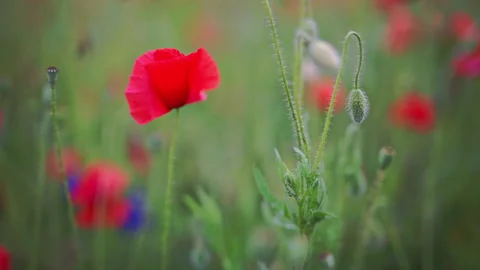 Delicate red poppy moving in breeze, calm summer field atmosphere, 4K slow Stock Footage 334129692