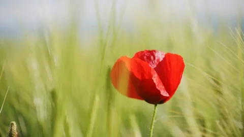 Delicate red poppy moving by wind Stock Footage 129423670