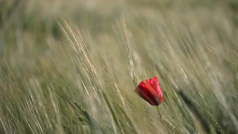 Delicate red poppy moving by wind Stock Footage 129682058