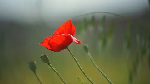 Delicate red poppy moving by wind Stock Footage 129702878