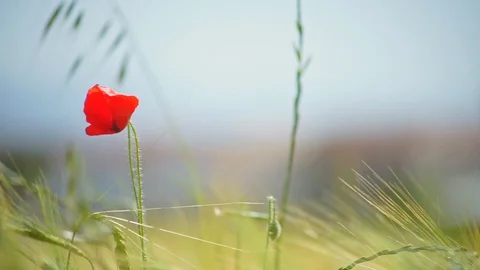Delicate red poppy moving by wind Stock Footage 129702896