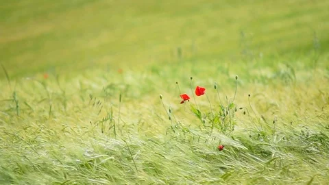 Delicate red poppy moving by wind Stock Footage 129702938