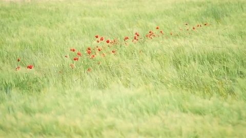 Delicate red poppy moving by wind Stock Footage 129702955