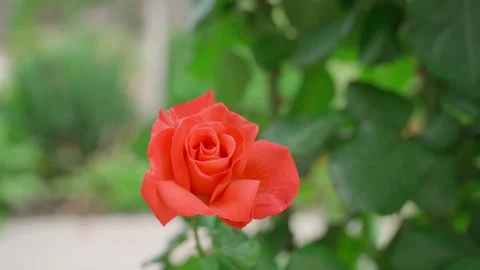 Delicate red rose growing close-up on a blurred background, smooth camera Stock Footage 313052288