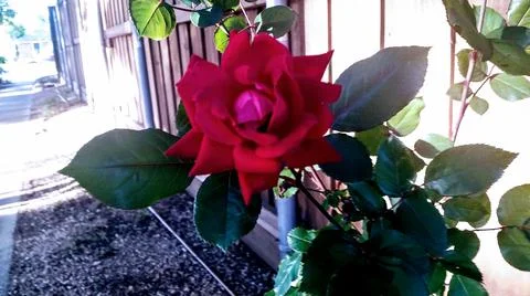 Delicate red rose 스톡 사진