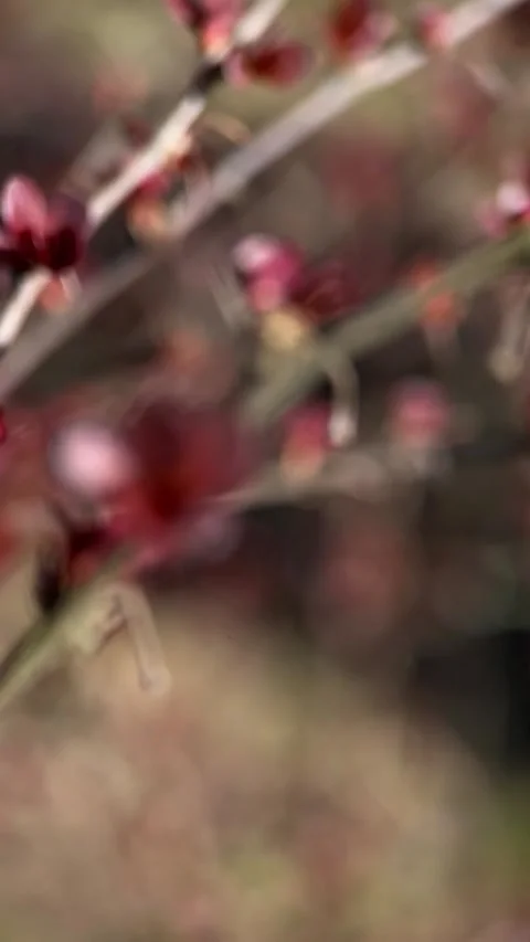 Delicate Reddish Leaves Emerging on Branch in Vogtland Stock-Footage 311279283