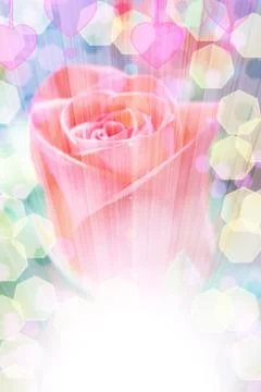 Delicate rose with blurred lights Stock Photos