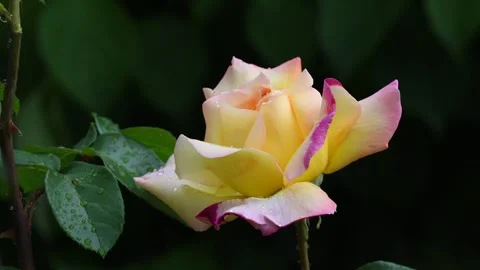 Delicate rose flower close-up Stock Footage 282008836