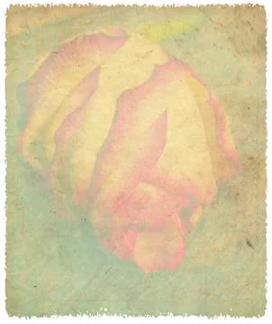 Delicate rose on grunge background イラスト素材