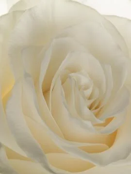 Delicate rose Stock Photos