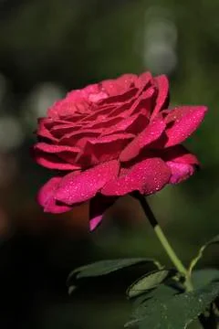 Delicate rose with raindrops on a summer evening on a dark background Foto stock