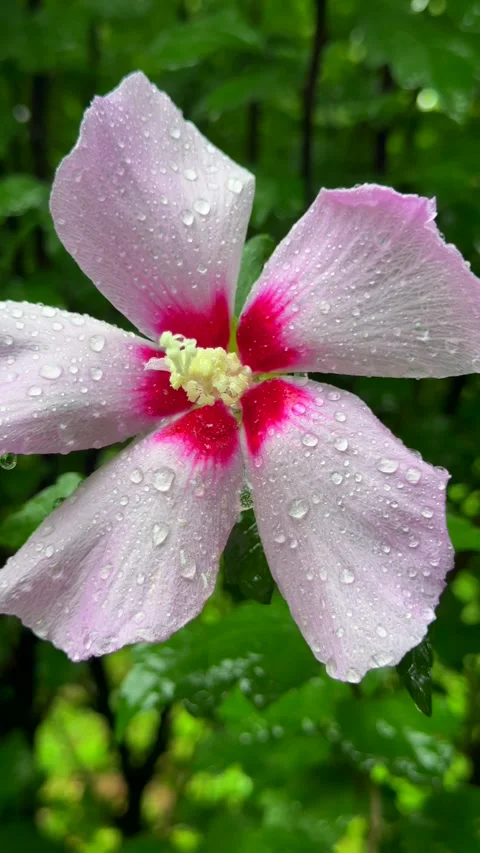 Delicate Rose of Sharon flower covered with water droplets, symbolizing Stock Footage 343623929