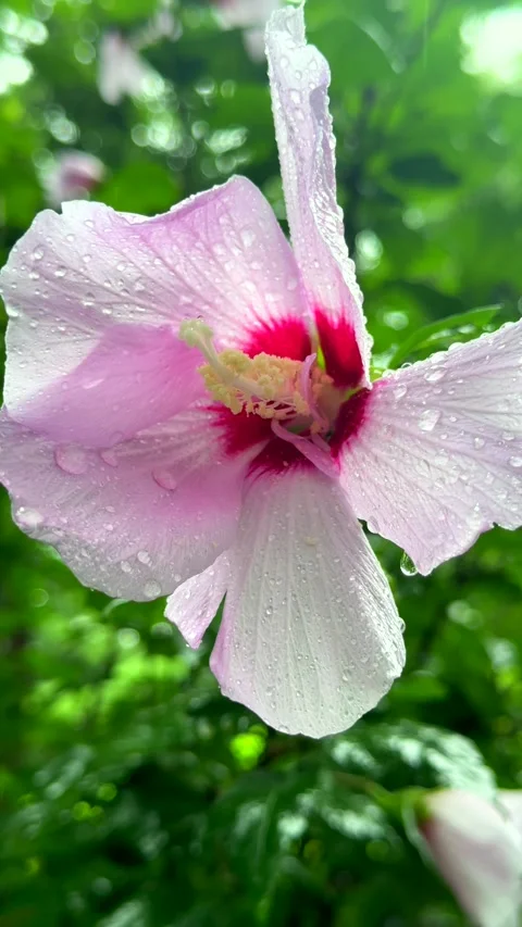 Delicate Rose of Sharon flower covered with water droplets, symbolizing Stock Footage 343623950
