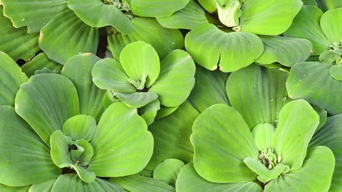 Delicate, rosette-shaped Water Lettuce plants with velvety Stock Footage 308163521