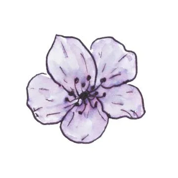 Delicate sakura flower in ink Stock Illustration