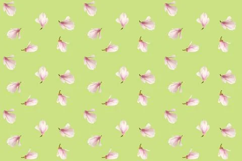 Delicate seamless background, natural pattern with magnolia buds, spring flow Foto stock
