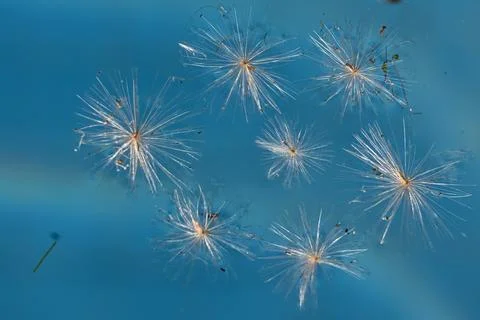 Delicate seeds float gently on clear blue water Stock Photos