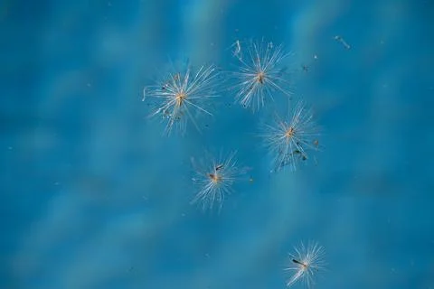 Delicate seeds float gracefully through clear blue water Stock Photos