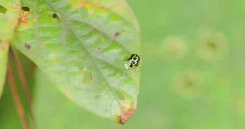 A delicate, semi-transparent Green Tortoise Beetle crawling across a leaf in Stock Footage 331423902