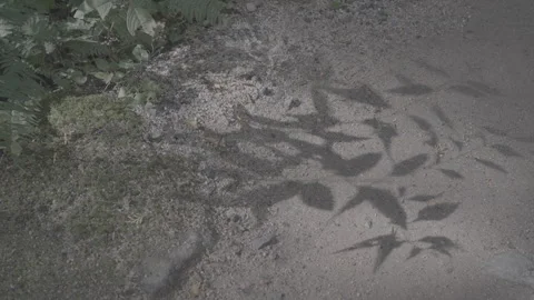 Delicate Shadows of Grass Swaying Gently in Sunny Breeze, Log Footage Stock Footage 340539161