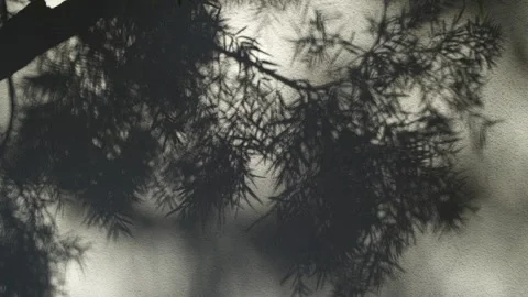 Delicate shadows of tree leaves sway on white wall Stock Footage 141616771