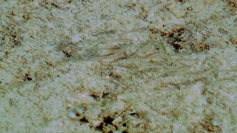 Delicate Shoal Gliding Across a Shallow Seafloor Stock-Footage 342487304