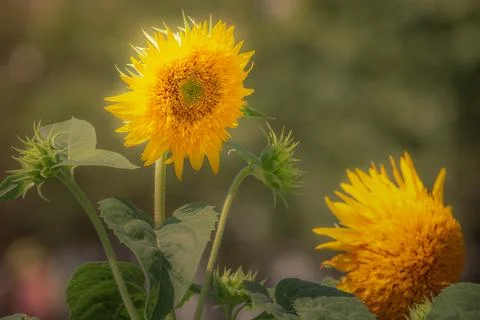 Delicate single flower head in a bloom, Giverny gardens at springtime, France Fotos Stock