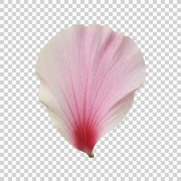 Delicate single light pink hibiscus flower petal isolated on transparent ba.. Stock Illustration