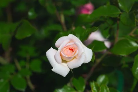 Delicate single rose Foto stock