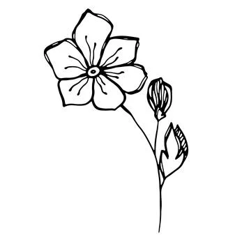 Delicate sketch of a spring flower. Vector illustration in hand drawn style Illustrazione stock