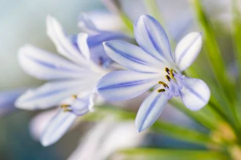 Delicate small crocus like blooming flower in white and lilac Stock Photos