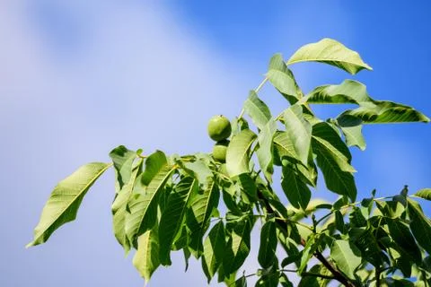 Delicate small green walnuts and large leaves in tree, in direct sunlight  Foto stock