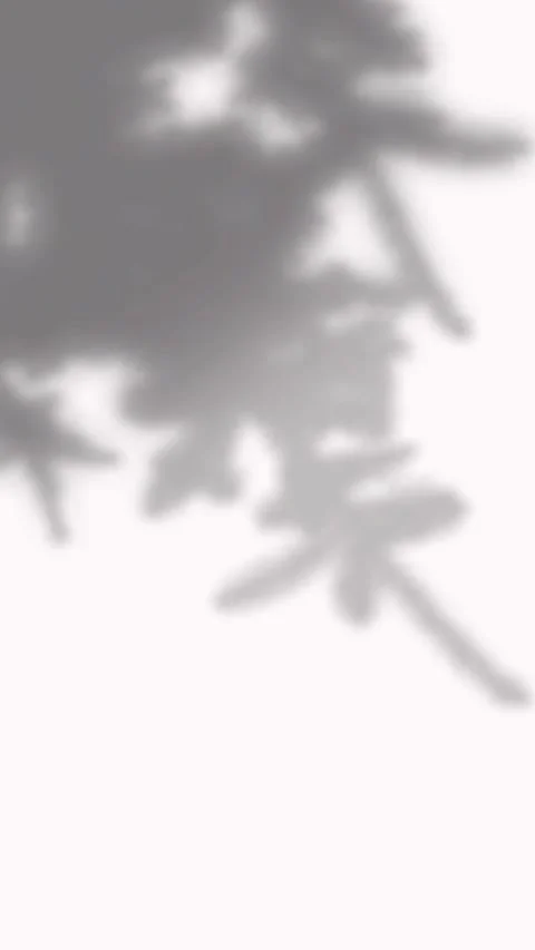 Delicate small leaf shadows drifting slowly across a white wall for branding Stock Footage 346907596