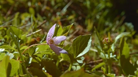 Delicate Small purple meadow wildflower Anemone oregana blue windflower Oregon Stock-Footage 81639341