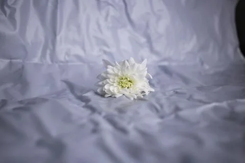 Delicate small white flower on a gray background Stock Photos