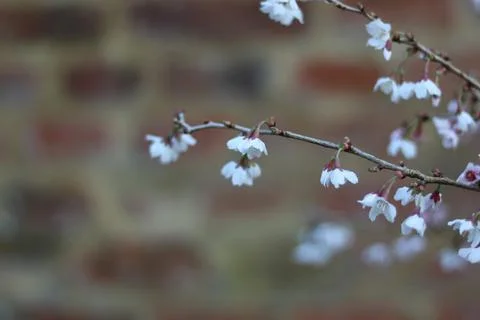 Delicate small white spring flowers on twig against blurred wall background Stock Photos