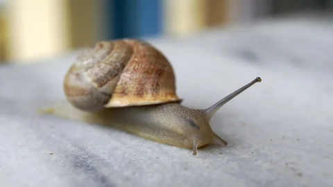 Delicate Snail Crawling Gracefully on a Weathered Stone 库存影片 256970662