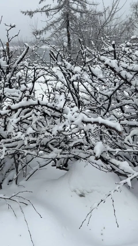 Delicate snow blankets every twig and limb, transforming bare branches into i Stock-Footage 307219541
