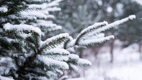 Delicate Snow Resting On Clustered Pine Needles, Evocative Forest Mood With Soft Stock Photos