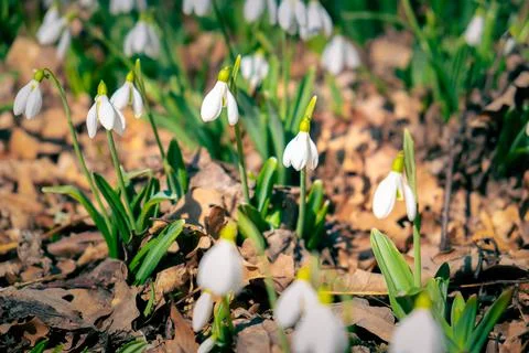 Delicate snow-white first spring flowers, snowdrops, galanthus Stock Photos