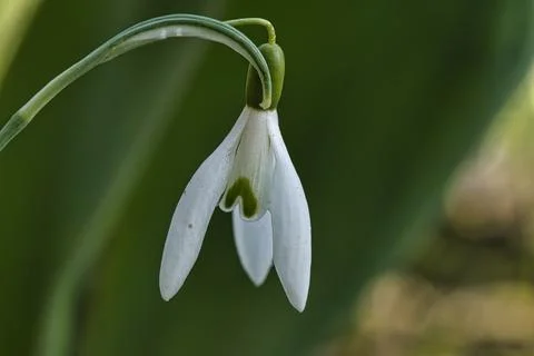 Delicate snowdrop against a blurred green background. Macro photography of .. Fotos Stock