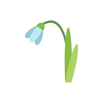 Delicate snowdrop flower blooming in springtime イラスト素材