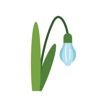Delicate snowdrop flower blooming in springtime Illustration