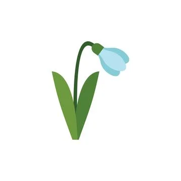 Delicate snowdrop flower blooming in springtime Illustration