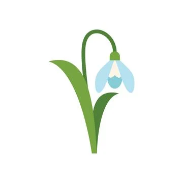 Delicate snowdrop flower blooming in springtime Illustration