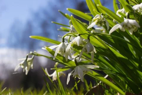 Delicate Snowdrop flower is one of the spring symbols Stock Photos