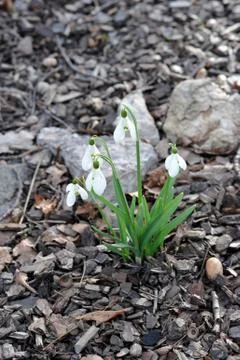 Delicate Snowdrop flower Foto stock